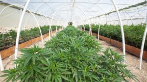 McKim & Creed is providing cannabis grow facility MEP engineering services for cultivation, processing, packaging and support areas.